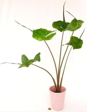 POWERS TO FLOWERS - ALOCASIA STINGRAY, ORECCHIE D'ELEFANTE, IN VASO CERAMICA ROSA ANTICO, VASO 14CM, pianta vera