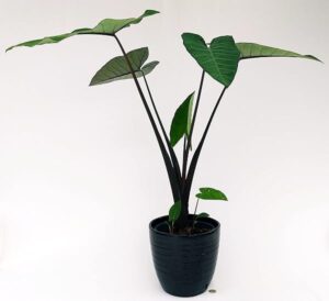POWERS TO FLOWERS - ALOCASIA, XANTHOSOMA SAGITTIFOLIUM, IN VASO CERAMICA NERO A RIGHE, VASO 20CM, pianta vera