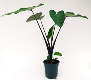 POWERS TO FLOWERS - ALOCASIA, XANTHOSOMA SAGITTIFOLIUM, VASO 20CM, pianta vera