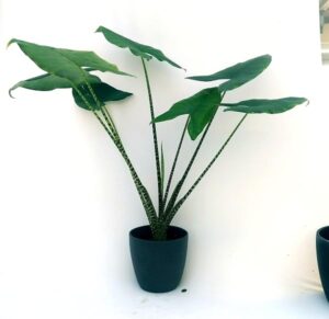 POWERS TO FLOWERS - ALOCASIA ZEBRINA XXL, ORECCHIE D'ELEFANTE, Vaso 21cm, pianta vera