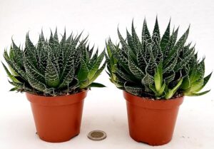 POWERS TO FLOWERS - ALOE ARISTATA, 2 PIANTE, VASO 11CM DIAMETRO, pianta vera