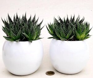 POWERS TO FLOWERS - ALOE ARISTATA, IN VASO CERAMICA BIANCO SFERICO, VASO 12CM DIAMETRO, 2 PIANTE, piante vere