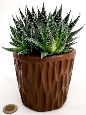 POWERS TO FLOWERS - ALOE ARISTATA, IN VASO CERAMICA MOKKA, VASO 12CM DIAMETRO, pianta vera