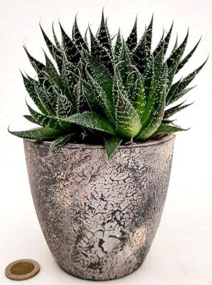 POWERS TO FLOWERS - ALOE ARISTATA, IN VASO CERAMICA RUSTICO, VASO 12CM DIAMETRO, pianta vera
