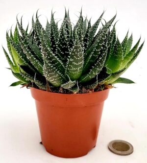 POWERS TO FLOWERS - ALOE ARISTATA, VASO 11CM DIAMETRO, pianta vera