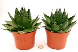 POWERS TO FLOWERS - ALOE COSMO, 2 PIANTE, vaso 13cm, piante vere