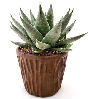 POWERS TO FLOWERS - ALOE, HAWORTHIA SAFARI SAVANNA, IN VASO CERAMICA MOKKA, Piante vere