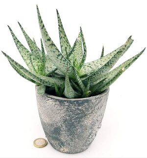 POWERS TO FLOWERS - ALOE LOTUS SILVER IN VASO CERAMICA ANTICATO, Vaso 12cm, Pianta vera