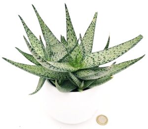 POWERS TO FLOWERS - ALOE LOTUS SILVER IN VASO CERAMICA BIANCO SFERICO, Vaso 12cm, Pianta vera