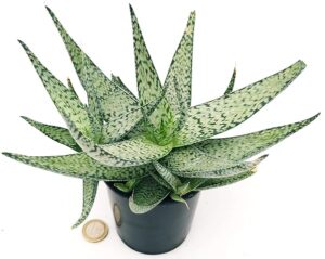 POWERS TO FLOWERS - ALOE LOTUS SILVER, Vaso 12cm, Pianta vera