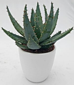 POWERS TO FLOWERS - ALOE ROBUSTA LUNA, IN VASO CERAMICA BIANCO A RIGHE, Vaso 12cm, Pianta vera