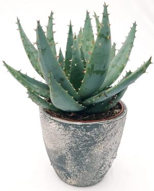 POWERS TO FLOWERS - ALOE ROBUSTA LUNA, IN VASO CERAMICA RUSTICO, Vaso 12cm, Pianta vera