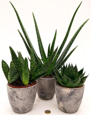 POWERS TO FLOWERS - ALOE TRIS, PARADISICUM, VERA e COSMO, IN VASO CERAMICA RUSTICO, piante vere