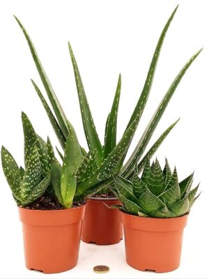 POWERS TO FLOWERS - ALOE TRIS, PARADISICUM, VERA e COSMO, vaso 12cm, piante vere