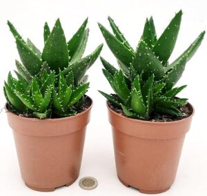 POWERS TO FLOWERS - ALOE VERA FEROX, 2 PIANTE, vaso 12 cm diametro, Pianta vera