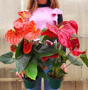 POWERS TO FLOWERS - ANTHURIUM ARANCIONE e ROSSO, vaso 14cm diametro, pianta vera