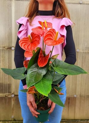 POWERS TO FLOWERS - ANTHURIUM ARANCIONE, vaso 14cm diametro, pianta vera