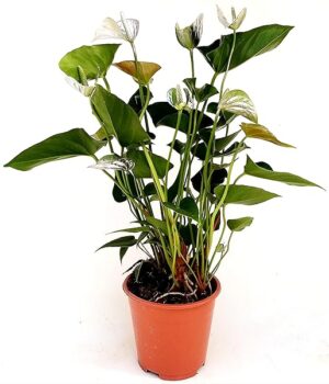 POWERS TO FLOWERS - ANTHURIUM COLOR LIFE ARGENTO IN VASO 14CM DIAMETRO, pianta vera