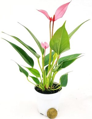 POWERS TO FLOWERS - ANTHURIUM ROSA IN VASO 7 CM DIAMETRO, IDEALE PER TERRARIUM DI MEDIA MISURA, piante vere