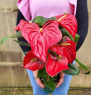 POWERS TO FLOWERS - ANTHURIUM ROSSO, vaso 14cm diametro, pianta vera
