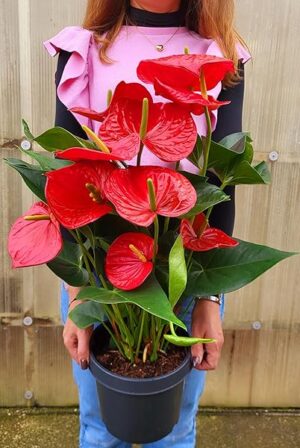 POWERS TO FLOWERS - ANTHURIUM ROSSO, vaso 17cm diametro, pianta vera