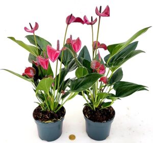 POWERS TO FLOWERS - ANTHURIUM VIOLA IN VASO 12 CM DIAMETRO, 2 PIANTE, piante vere