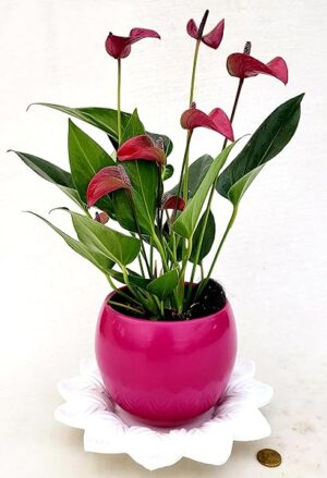 POWERS TO FLOWERS - ANTHURIUM VIOLA IN VASO CERAMICA FUCSIA SFERICO e SOTTOVASO IN CERAMICA, pianta vera