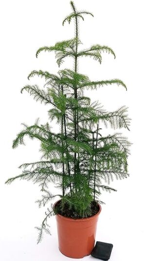 POWERS TO FLOWERS - ARAUCARIA HETEROPHYLLA XXL, pianta vera