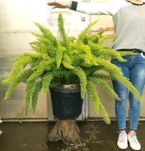 POWERS TO FLOWERS - ASPARAGUS DENSIFLORUS MEYERI CODA DI VOLPE, VASO 30 cm, OFFERTA ULTIMI 3 PEZZI!!! pianta vera