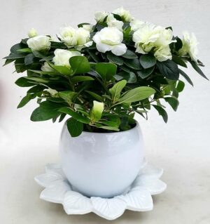 POWERS TO FLOWERS - AZALEA AIKO BIANCO A FIORE DOPPIO, IN VASO CERAMICA BIANCO SFERICO e SOTTOVASO IN CERAMICA, vaso 14cm, pianta vera
