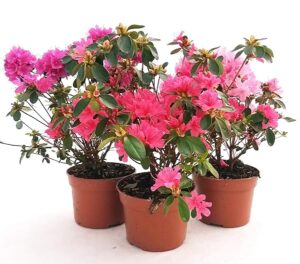 POWERS TO FLOWERS - AZALEA DA ESTERNO SET, OFFERTA ULTIMI 30 SET!!! ROSA, ROSA INTENSO E SALMONE, vaso 14cm diametro, piante vere
