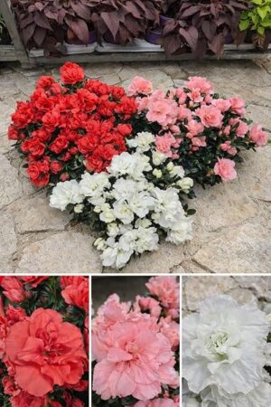 POWERS TO FLOWERS - AZALEA DA ESTERNO SET, OFFERTA ULTIMI 30 SET!!! ROSSA, ROSA E BIANCO, vaso 14cm diametro, piante vere