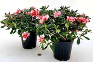 POWERS TO FLOWERS - AZALEA MATISS, 2 PIANTE, vaso 14cm, pianta vera