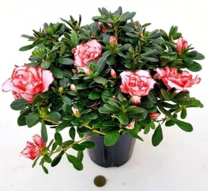 POWERS TO FLOWERS - AZALEA MATISS, vaso 14cm, pianta vera
