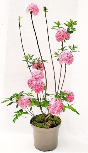 POWERS TO FLOWERS - AZALEA MOLLIS ROSA XXL, AZALEA DA ESTERNO, vaso 22cm, pianta vera