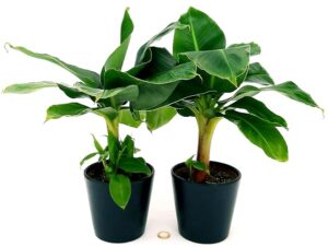 POWERS TO FLOWERS - BANANO, PIANTA DEL BANANO, 2 PIANTE, VASO 13CM, piante vere