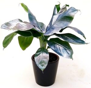 POWERS TO FLOWERS - BANANO, PIANTA DEL BANANO, COLOR LIFE ARGENTO, VASO 12CM DIAMETRO, pianta vera
