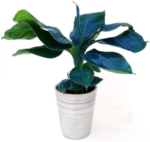 POWERS TO FLOWERS - BANANO, PIANTA DEL BANANO, COLOR LIFE BLU IN VASO CERAMICA ARGENTATO, VASO 12CM DIAMETRO, pianta vera
