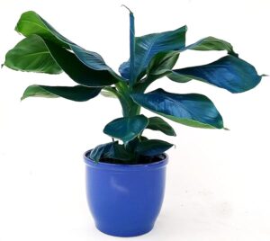 POWERS TO FLOWERS - BANANO, PIANTA DEL BANANO, COLOR LIFE BLU IN VASO CERAMICA BLU, VASO 13CM DIAMETRO, pianta vera