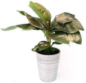 POWERS TO FLOWERS - BANANO, PIANTA DEL BANANO, COLOR LIFE ORO IN VASO CERAMICA ARGENTATO, VASO 12CM DIAMETRO, pianta vera