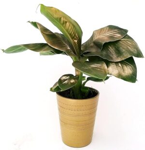 POWERS TO FLOWERS - BANANO, PIANTA DEL BANANO, COLOR LIFE ORO IN VASO CERAMICA DORATO, VASO 12CM DIAMETRO, pianta vera