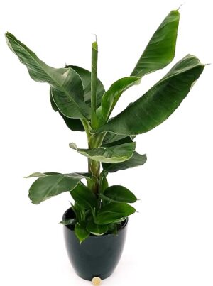 POWERS TO FLOWERS - BANANO, PIANTA DEL BANANO XXL IN VASO CERAMICA NERO, pianta vera