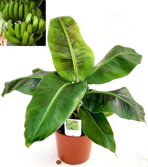 POWERS TO FLOWERS - BANANO PLATANO, VASO 18CM, PIANTA DEL BANANO, pianta vera