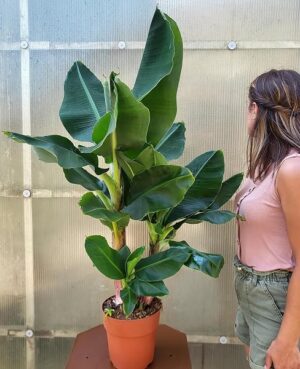 POWERS TO FLOWERS - BANANO XXL, PIANTA DEL BANANO, VASO 18CM, pianta vera