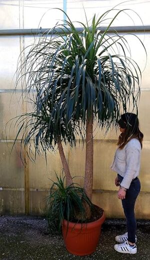 POWERS TO FLOWERS - BEAUCARNEA RECURVATA, MANGIAFUMO, ESEMPLARE altezza 230cm, vaso 50cm diametro, pianta vera