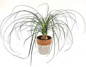 POWERS TO FLOWERS - BEAUCARNEA RECURVATA NOLINA, MANGIAFUMO, IN VASO CERAMICA CON DECORAZIONI, pianta vera