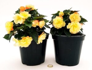 POWERS TO FLOWERS - BEGONIA PENDULA DA BALCONE, A FIORE CHAMPAGNE, 2 PIANTE, VASO 14 CM, piante vere
