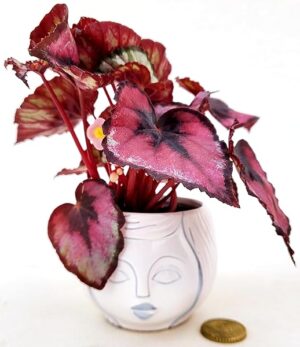 POWERS TO FLOWERS - BEGONIA REX RED ROBIN IN VASO CERAMICA SIGNORINA, ideale per scrivania, pianta vera