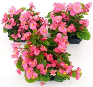 POWERS TO FLOWERS - BEGONIA SEMPERFLORENS, BEGONIETTA DA ESTERNO, FOGLIA VERDE e FIORE ROSA 12 PIANTE, piante vere