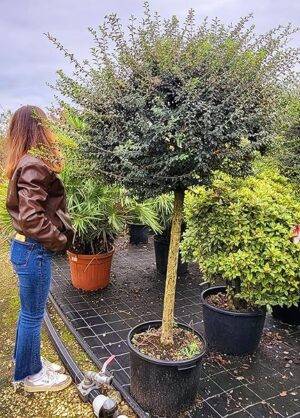 POWERS TO FLOWERS - BOSSO ALBERELLO, LIGUSTRUM, BUXUS ALBERELLO A CHIOMA XXL, altezza 200cm, Pianta Vera